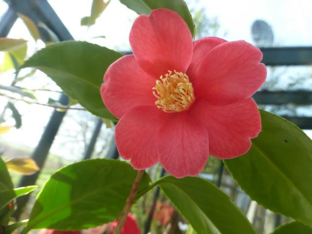 Camellia japonica - Japanse roos