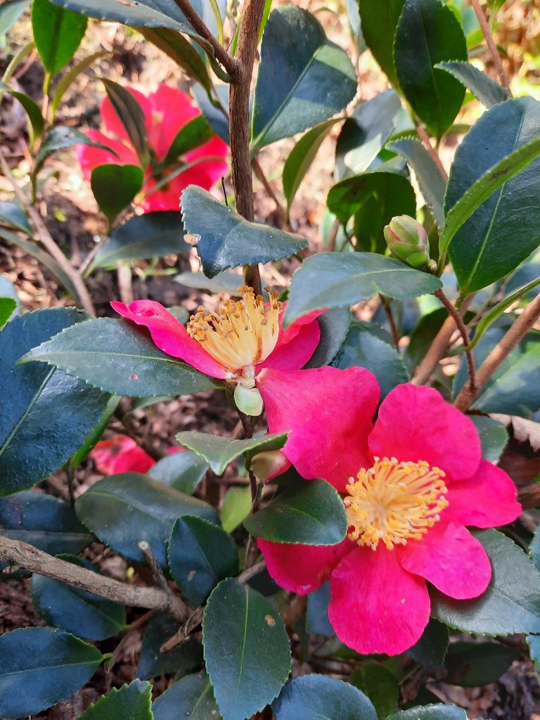 Camellia ×vernalis 'Yuletide' - Camellia