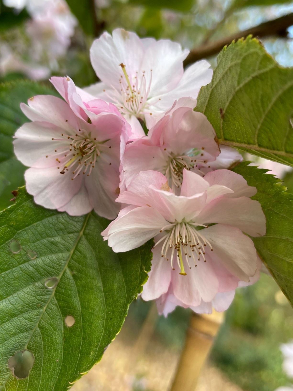 Prunus 'Accolade' - Japanse sierkers