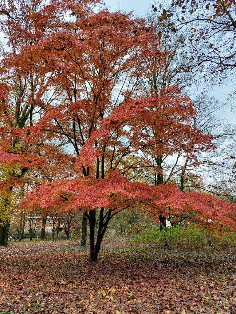 Acer palmatum (Amoenum Group) 'Autumn Glory' - Japanse esdoorn