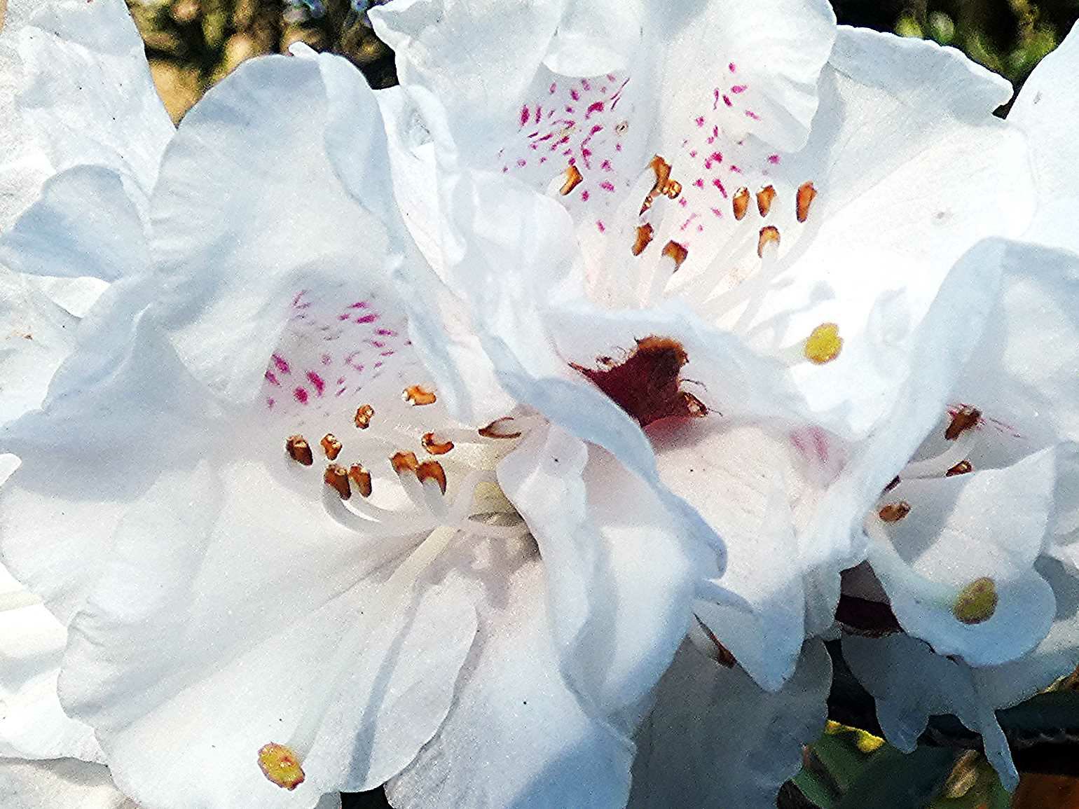 Rhododendron lanatoides