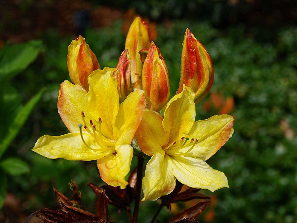 Rhododendron (Ghent Azalea Group) 'Altaclerense'