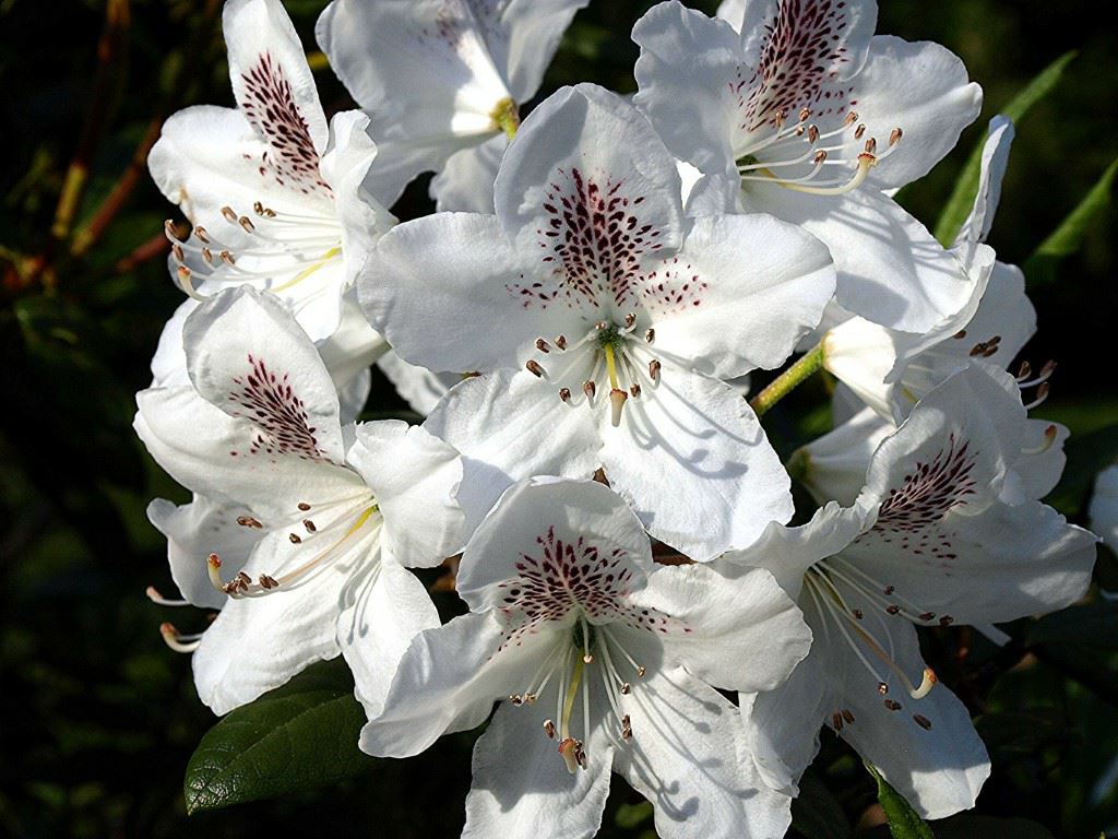 Rhododendron annae subsp. annae