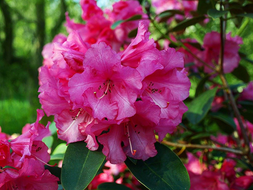 Rhododendron 'April Glow' - Rododendron