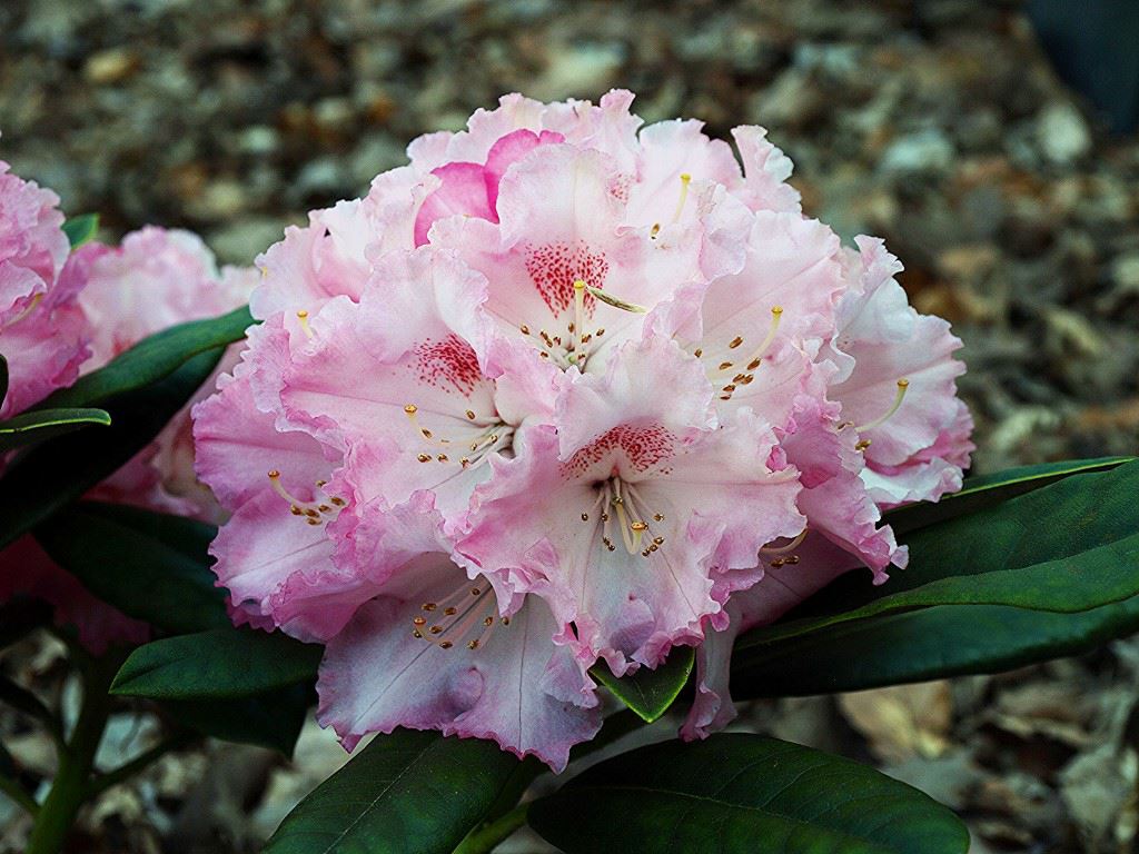 Rhododendron 'Arabella' - Rhododendron