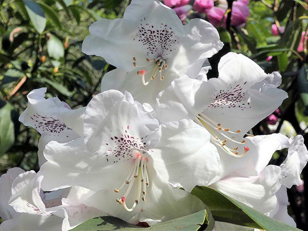 Rhododendron 'Beauty of Littleworth'
