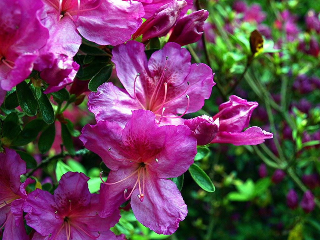 Rhododendron (Japanese Azalea Group) 'Beethoven' - Japanse azalea