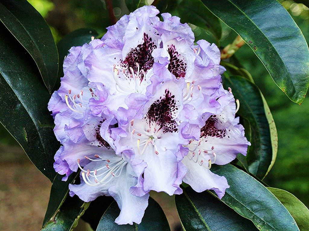 Rhododendron (Ponticum Group) 'Blue Peter' - Pontische rododendron
