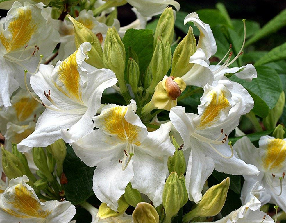 Rhododendron (Occidentalis Azalea Group) 'Bridesmaid' - Azalea
