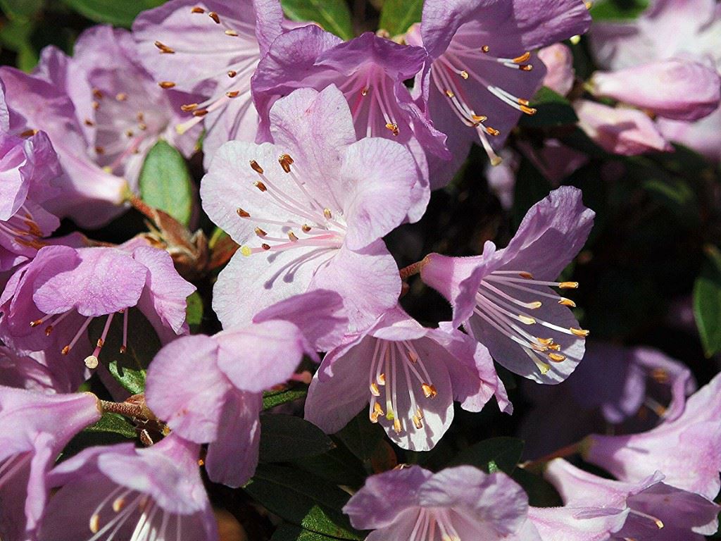 Rhododendron 'Charme La'