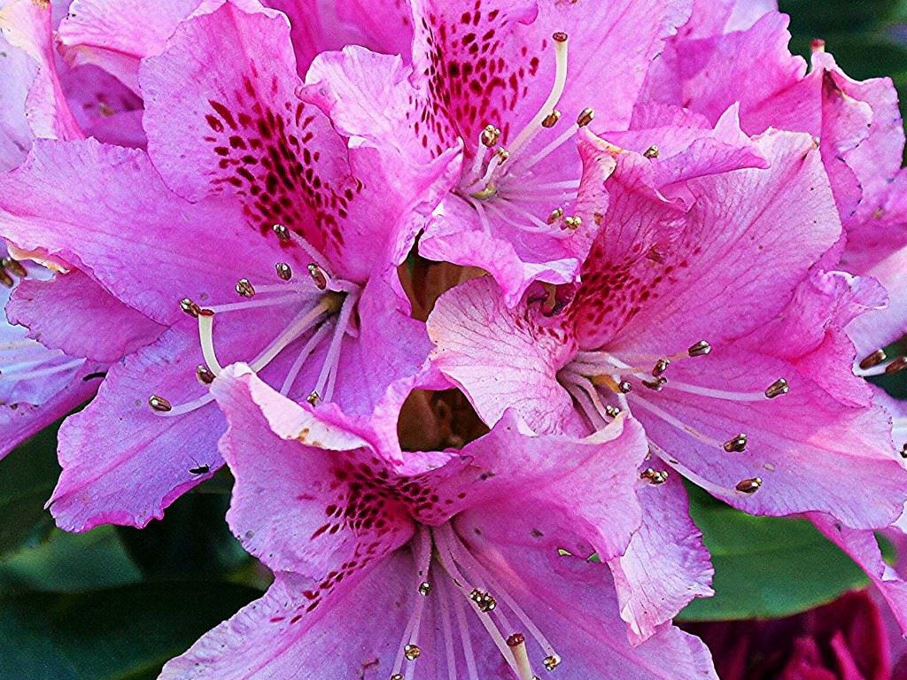 Rhododendron (Caucasicum Group) 'Cheer' - Rododendron