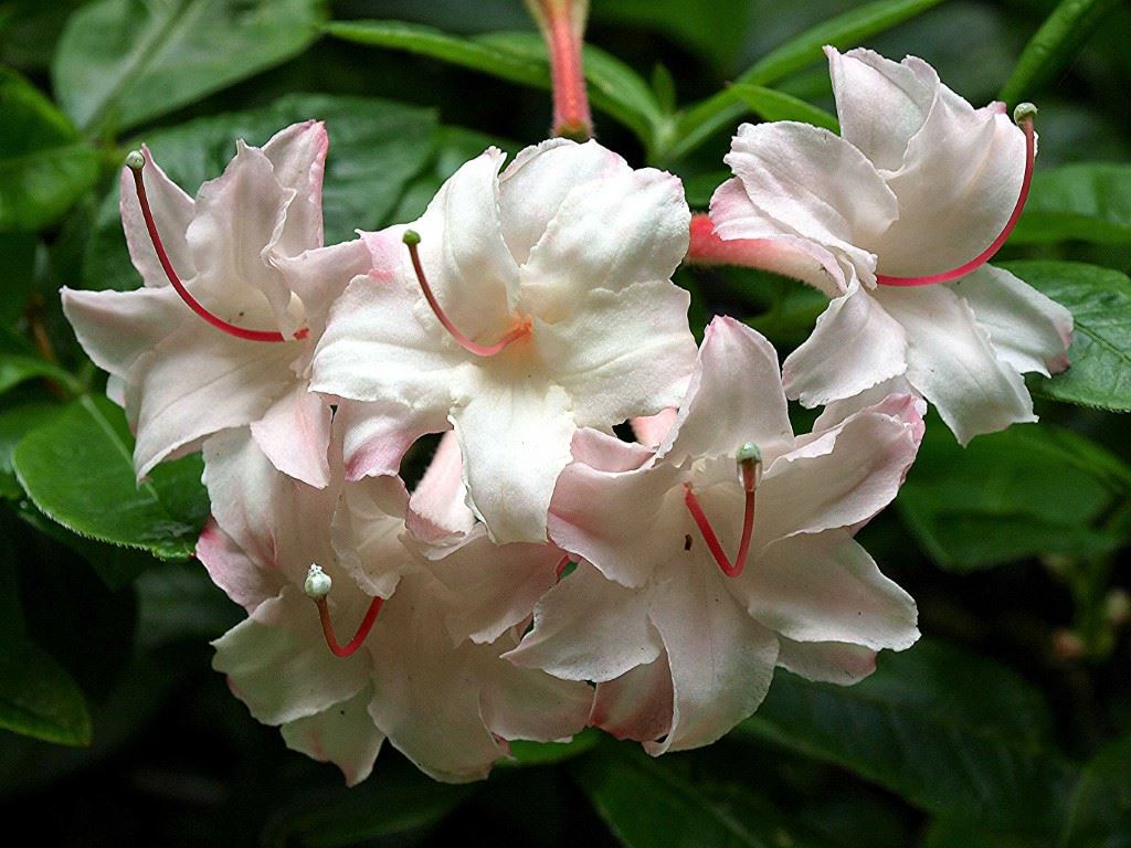 Rhododendron (Ghent Azalea Group) 'Corneille' - Azalea
