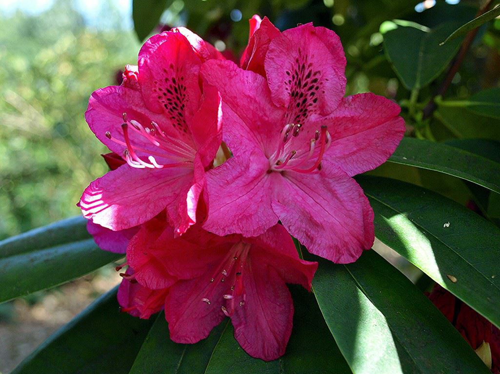 Rhododendron (Catawbiense Group) 'Cynthia'