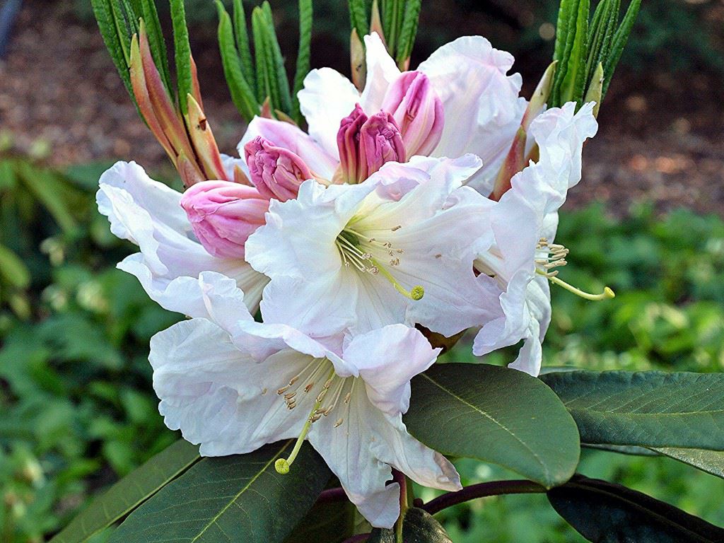 Rhododendron decorum subsp. diaprepes - Rhododendron
