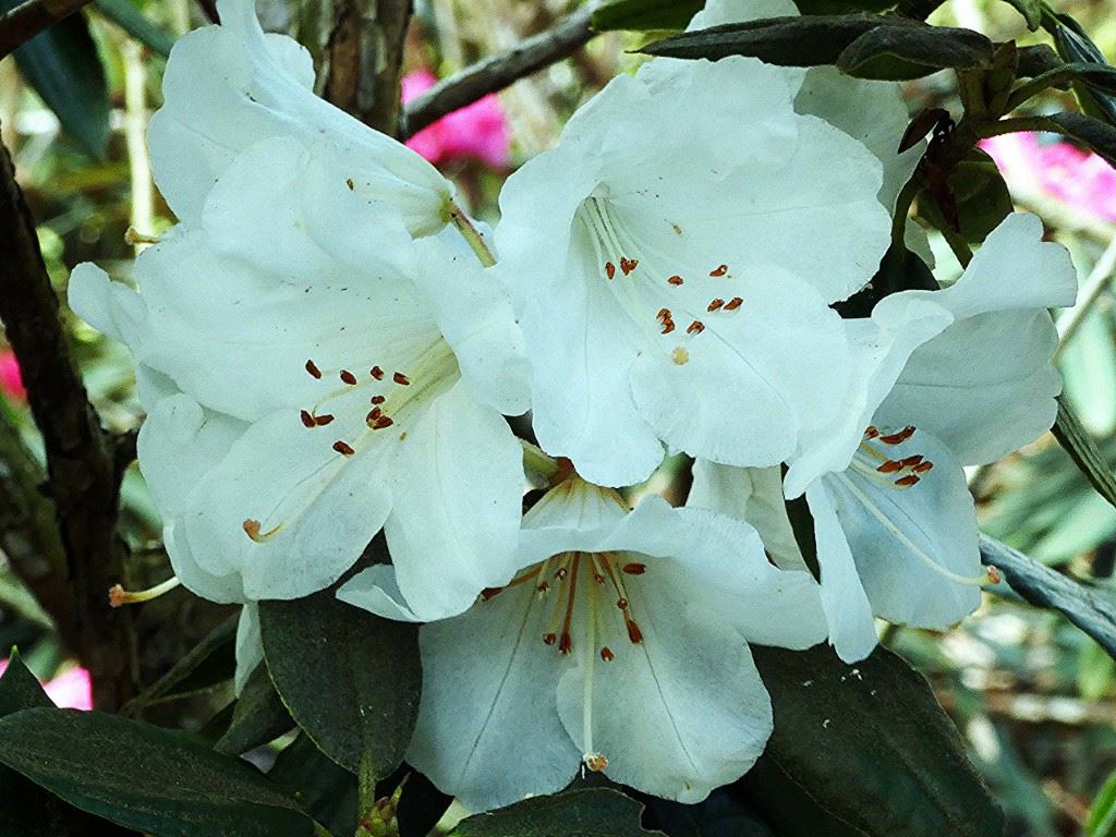 Rhododendron (Arboreum Group) 'Doncaster' - Rododendron