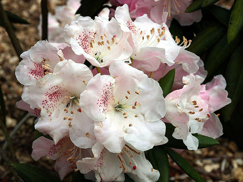 Rhododendron 'Enborne'