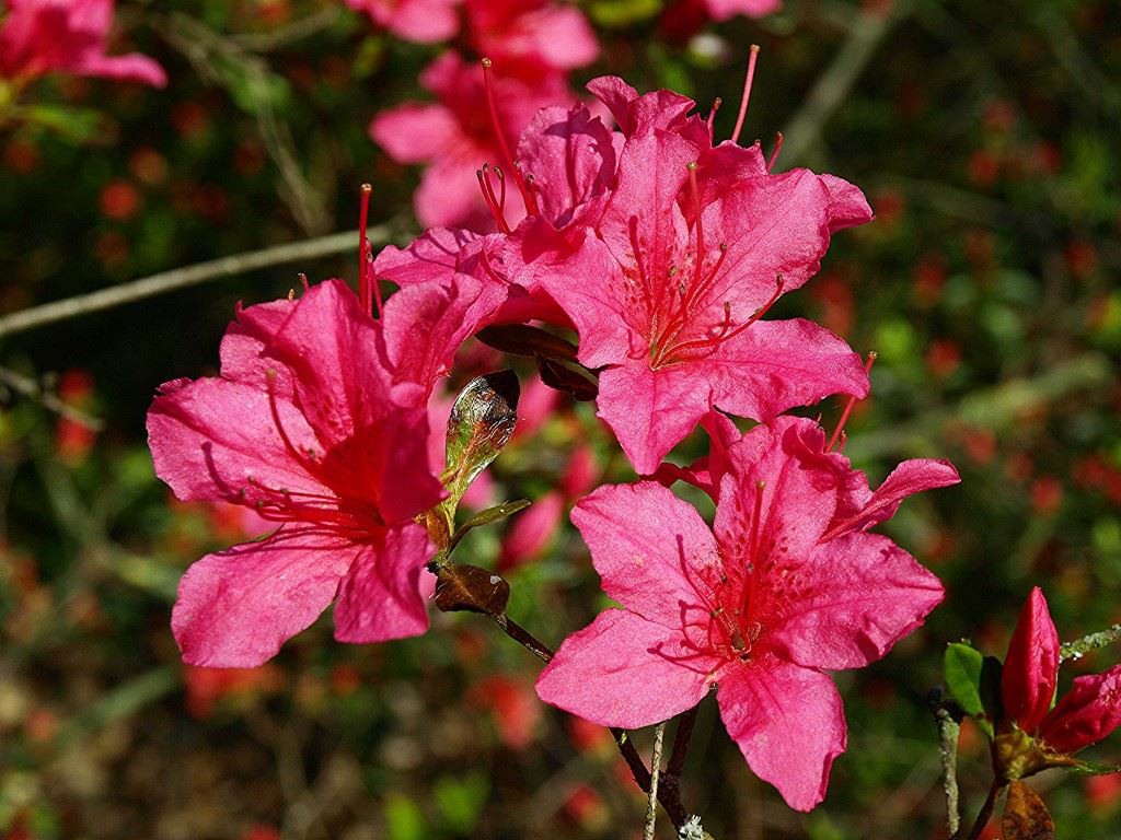 Rhododendron (Tsutsusi Group) 'Favorite'