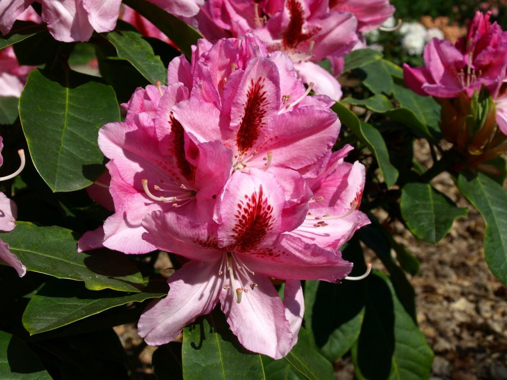Rhododendron 'Furnivall's Daughter' - Rhododendron