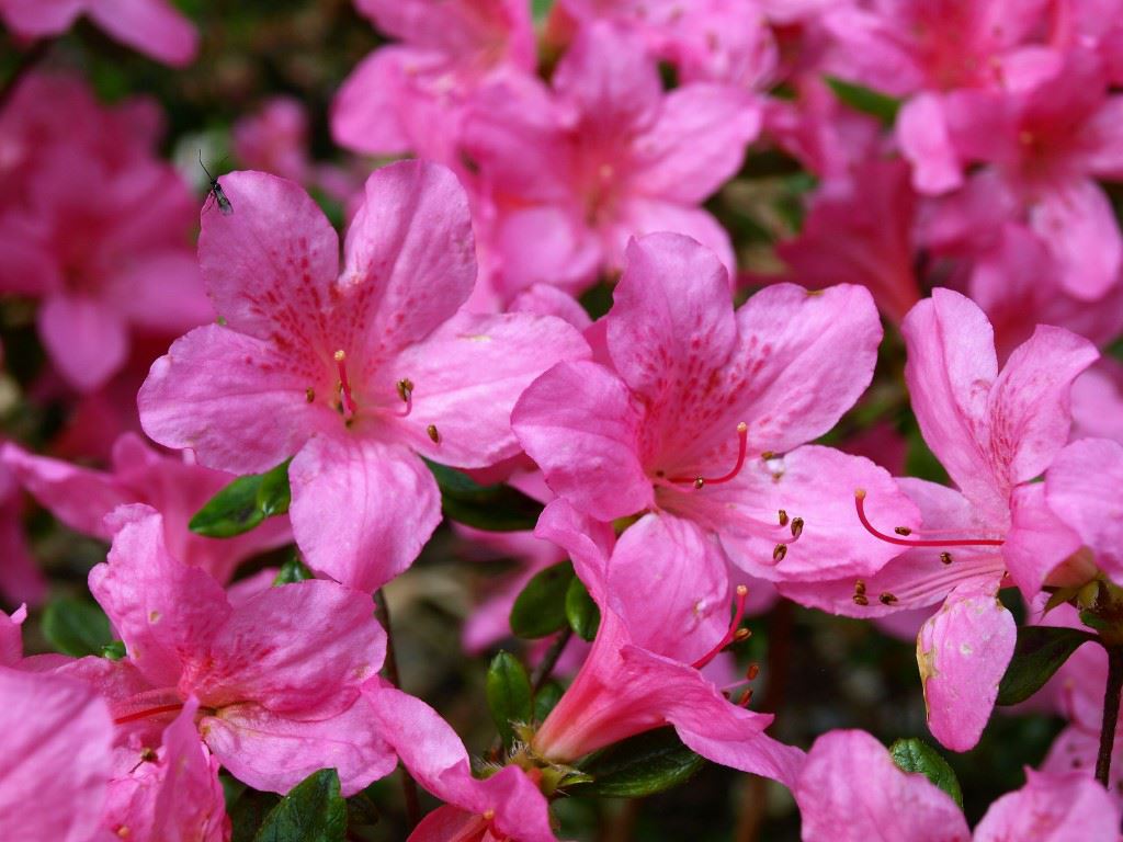 Rhododendron (Japanese Azalea Group) 'Gilbert Mullie' - Japanse azalea
