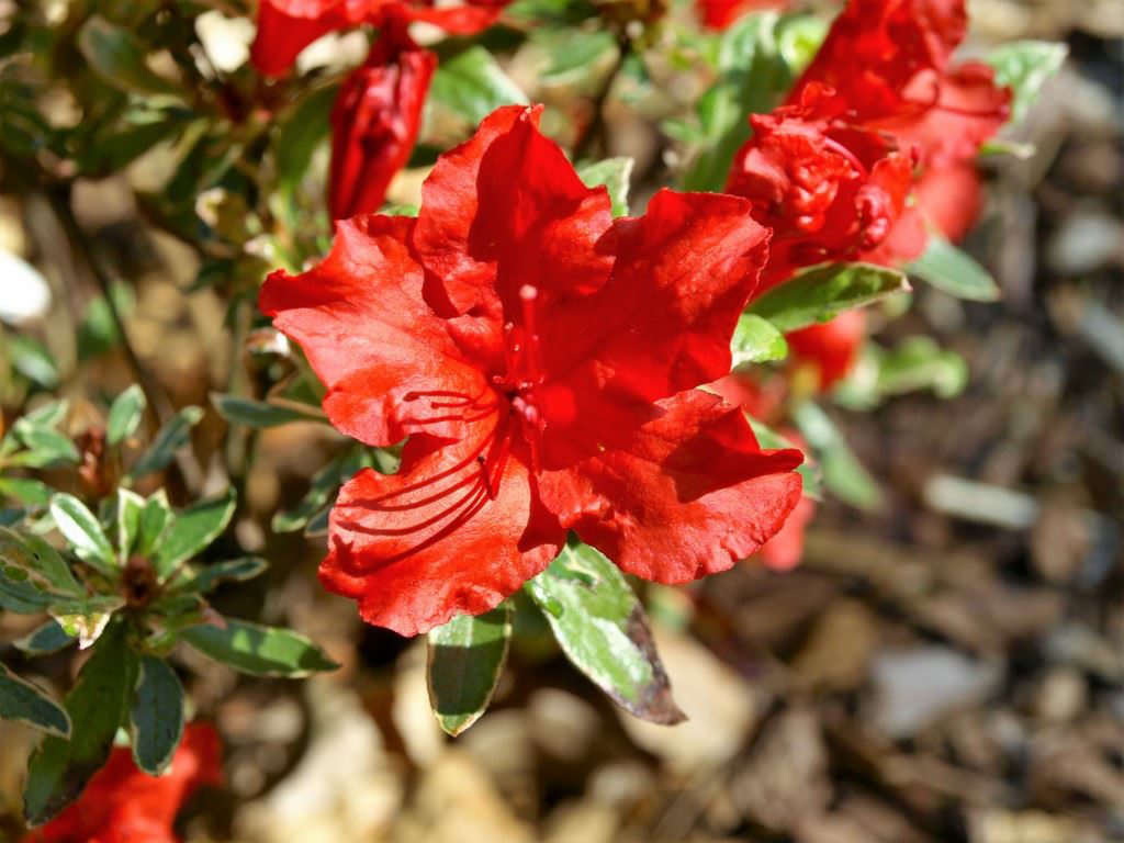 Rhododendron (Japanese Azalea Group) 'Girard's Variegated Hot Shot' - Japanse azalea