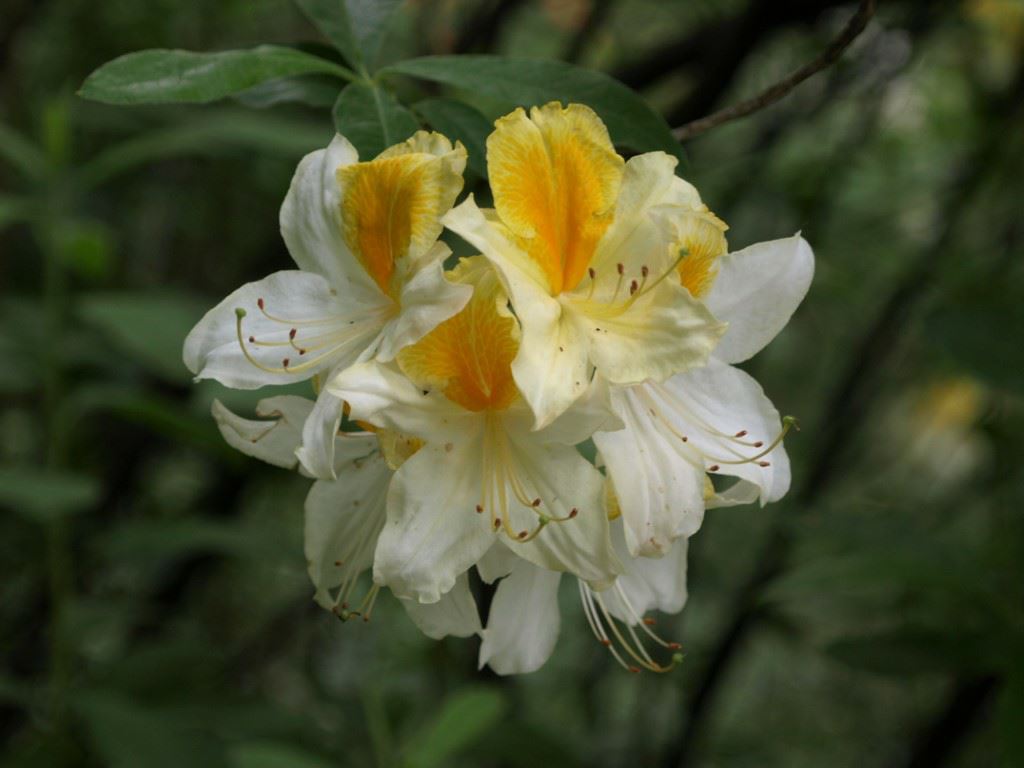 Rhododendron (Knaphill-Exbury Azalea Group) 'Golden Eagle' - Azalea