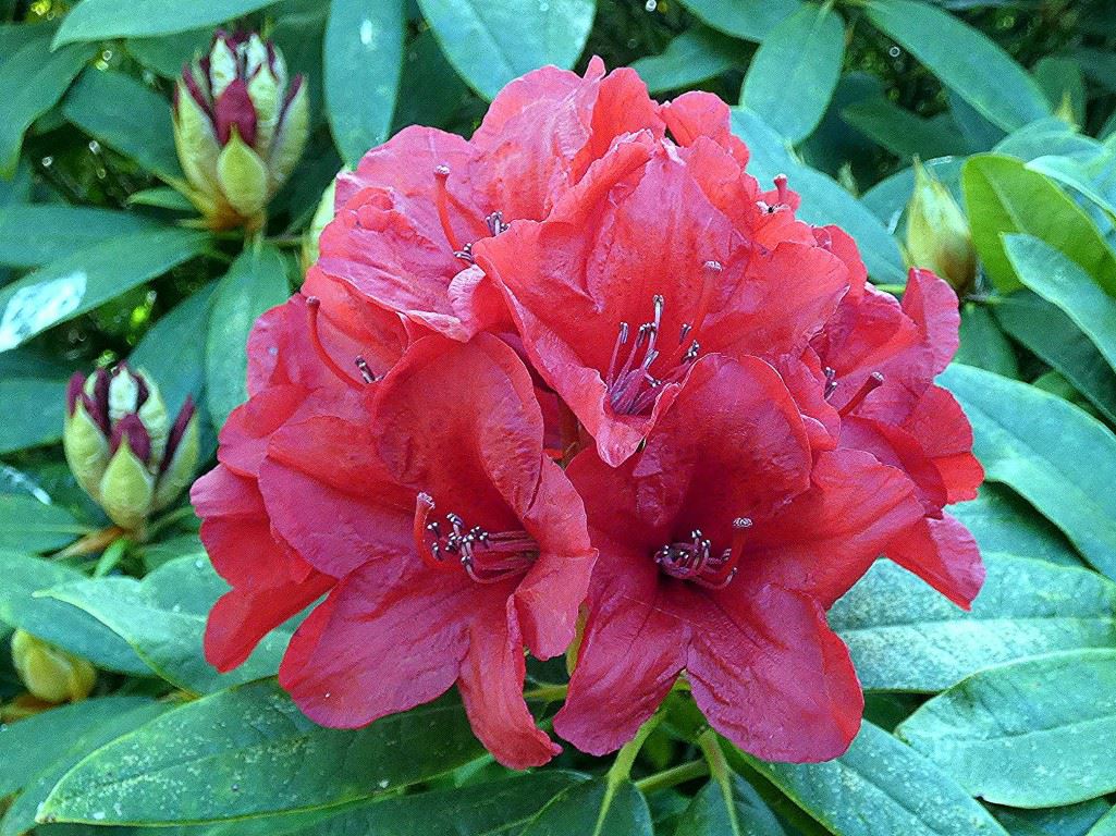 Rhododendron (Griersonianum Group) 'Goldglanz'