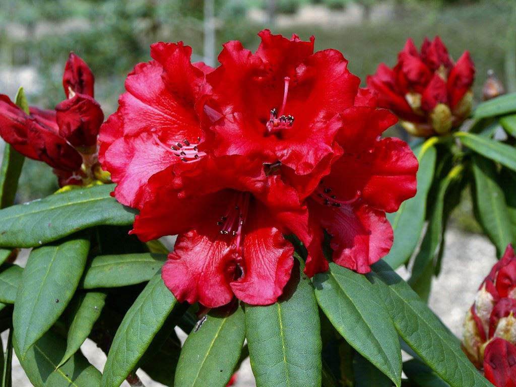 Rhododendron 'Grace Seabrook'