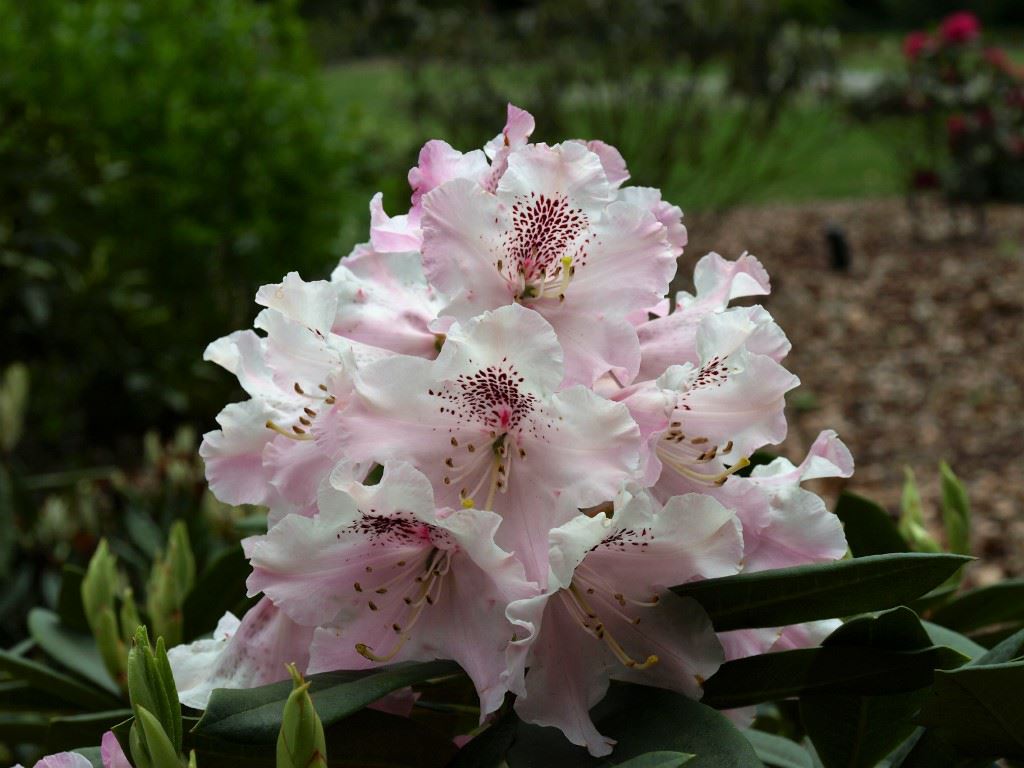 Rhododendron 'Grugaperle'