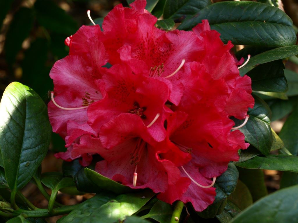 Rhododendron (Ponticum Group) 'Handsworth Early Scarlet' - Pontische rododendron