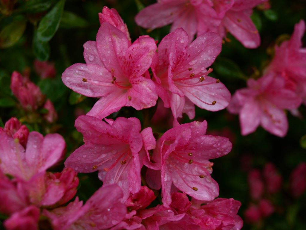 Rhododendron (Tsutsusi Group) 'Helena'