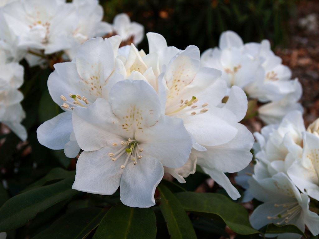 Rhododendron (Arboreum Group) 'Helene Schiffner'
