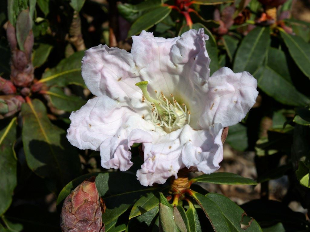 Rhododendron huanum