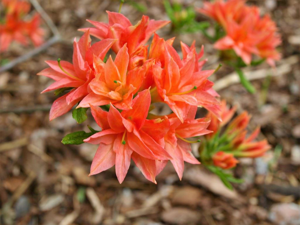 Rhododendron (Rustica Azalea Group) 'Il Tasso' - Azalea