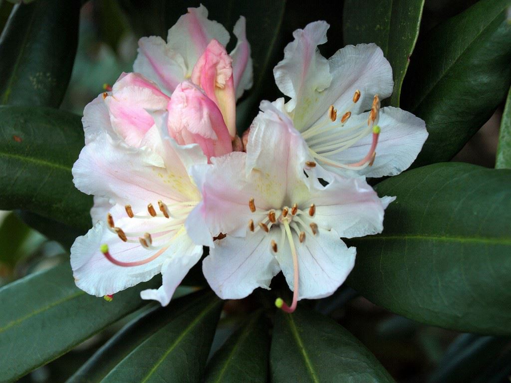Rhododendron (Caucasicum Group) 'Jacksonii'