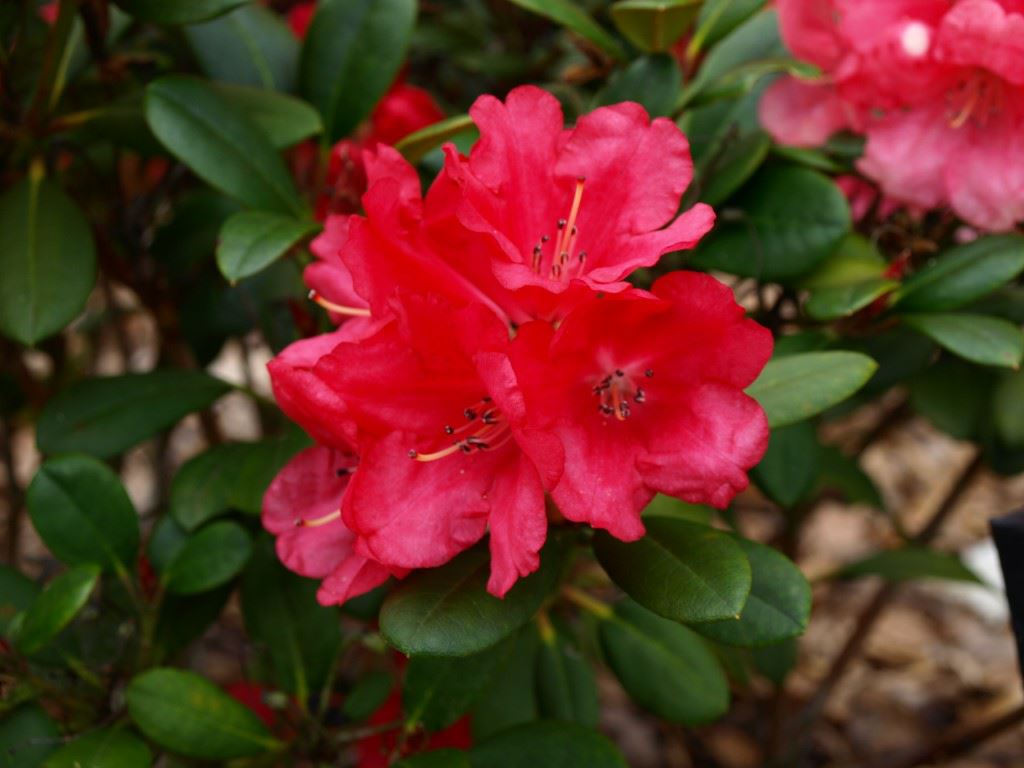 Rhododendron 'Lampion' - Rhododendron