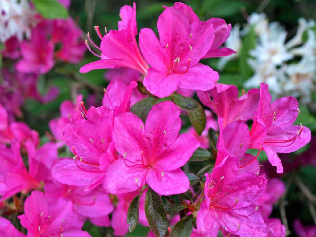 Rhododendron (Tsutsusi Group) 'Lilac Time'