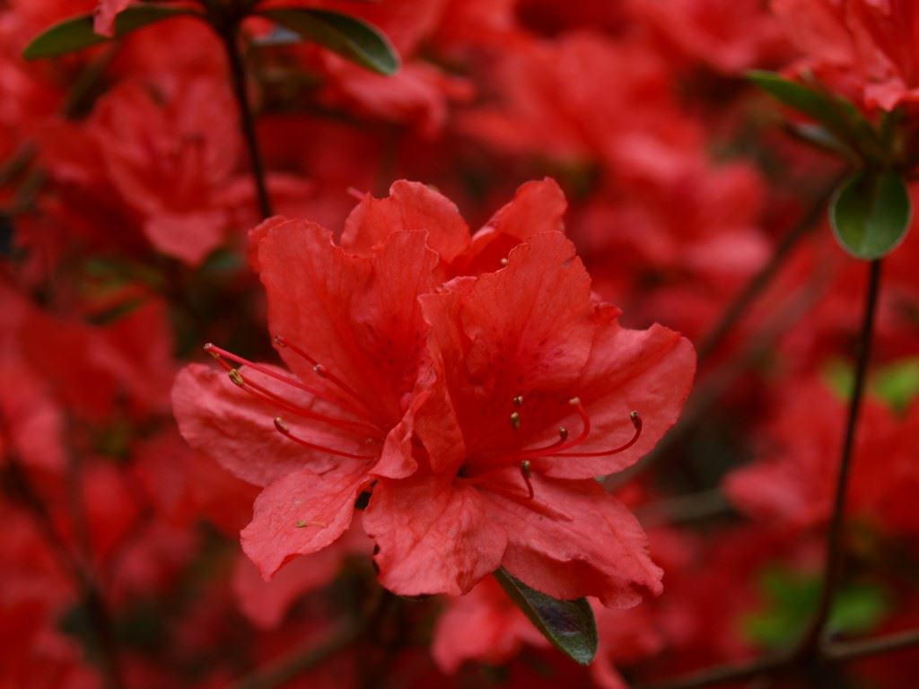 Rhododendron (Tsutsusi Group) 'Lily Marleen'