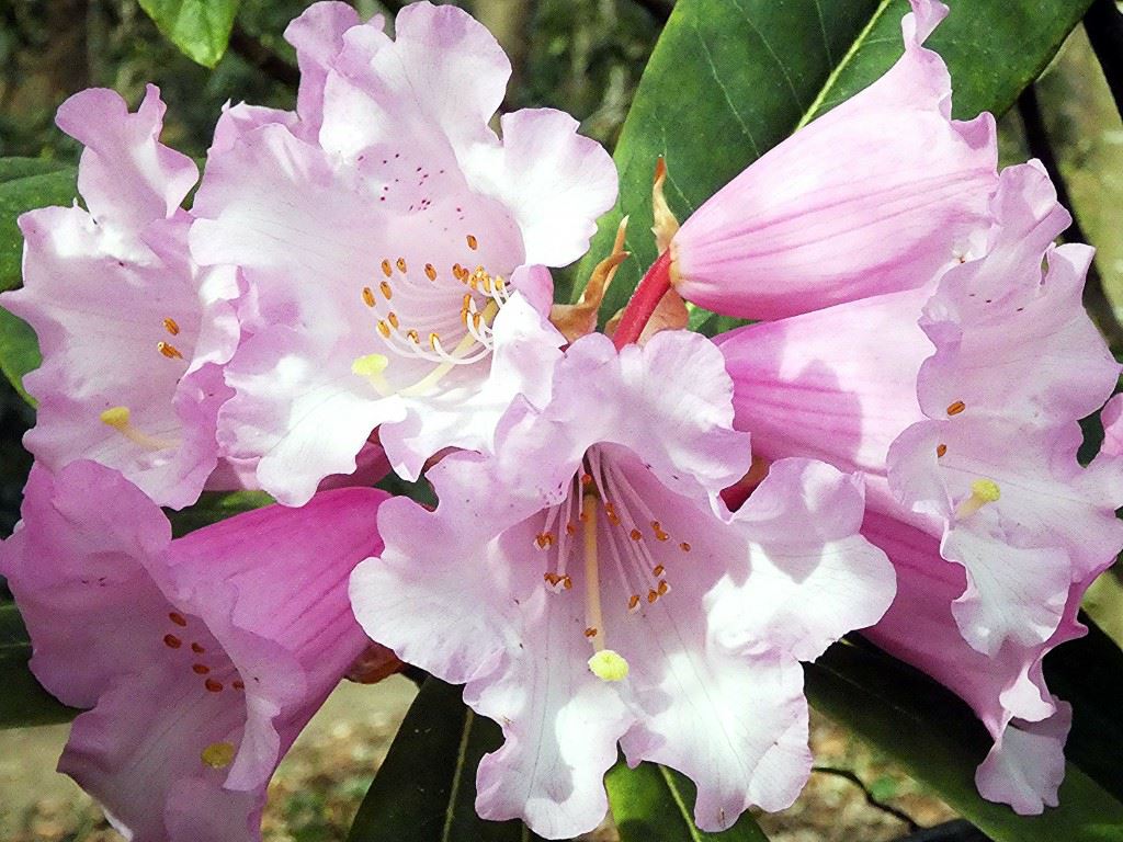 Rhododendron 'Loderi Venus'