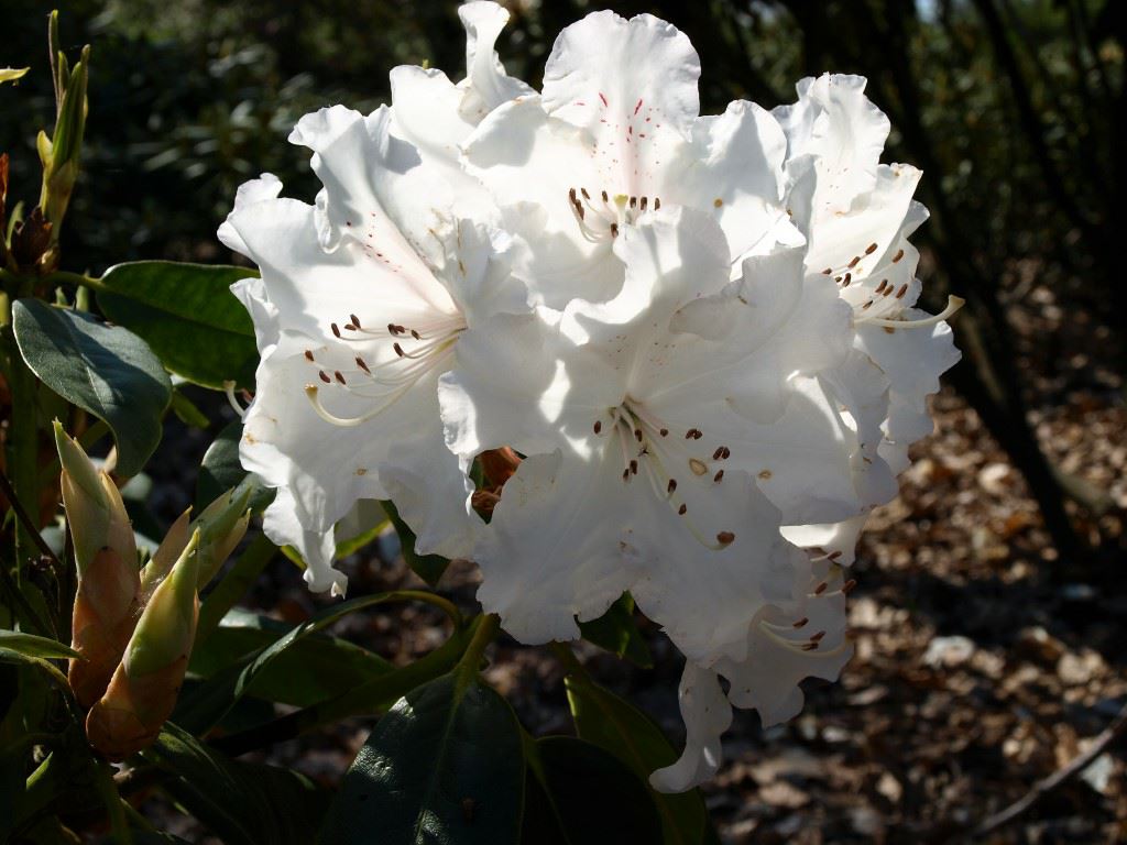 Rhododendron (Arboreum Group) 'Loder's White'