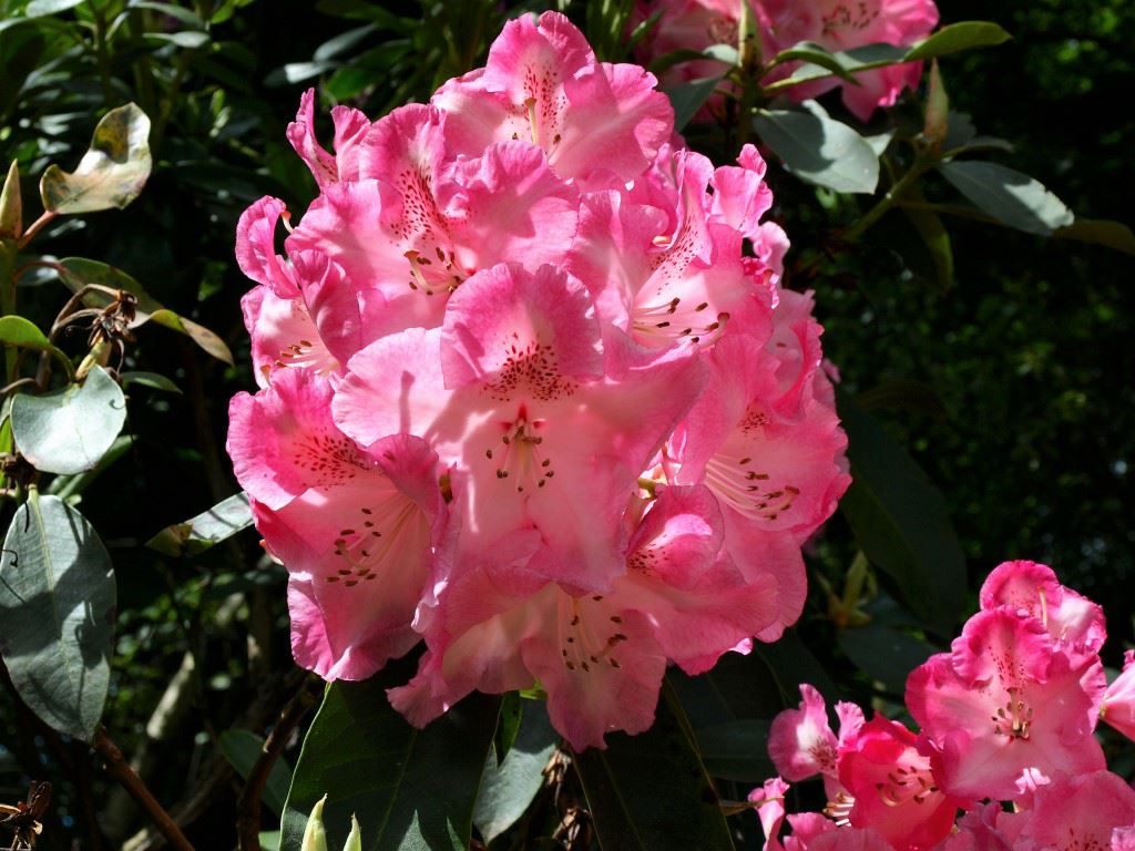 Rhododendron (Ghent Azalea Group) 'Madame Albert Moser' - Azalea