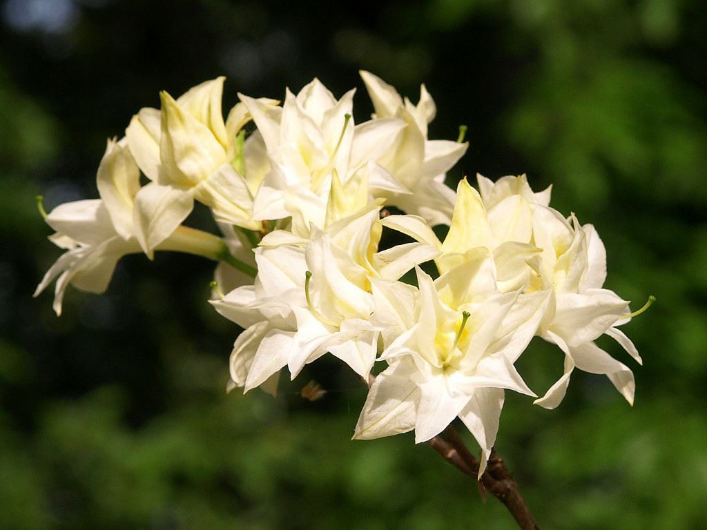 Rhododendron (Rustica Azalea Group) 'Mécène' - Azalea
