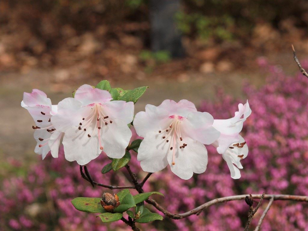 Rhododendron moupinense - Rododendron