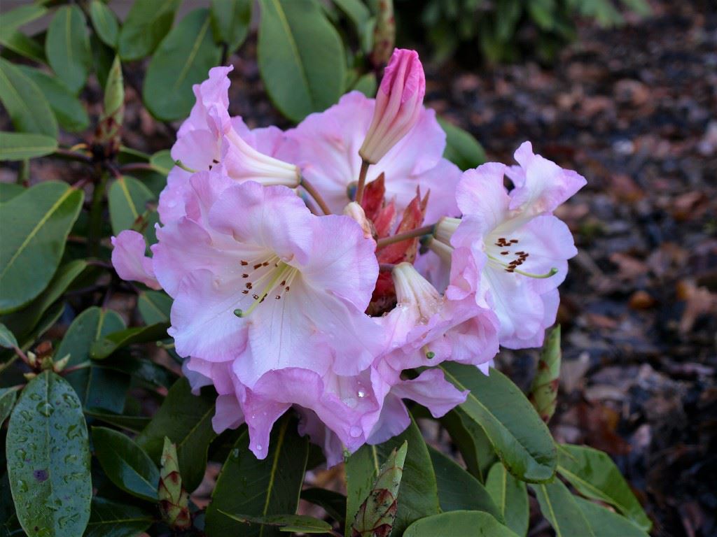 Rhododendron 'Naomi Nautilus'