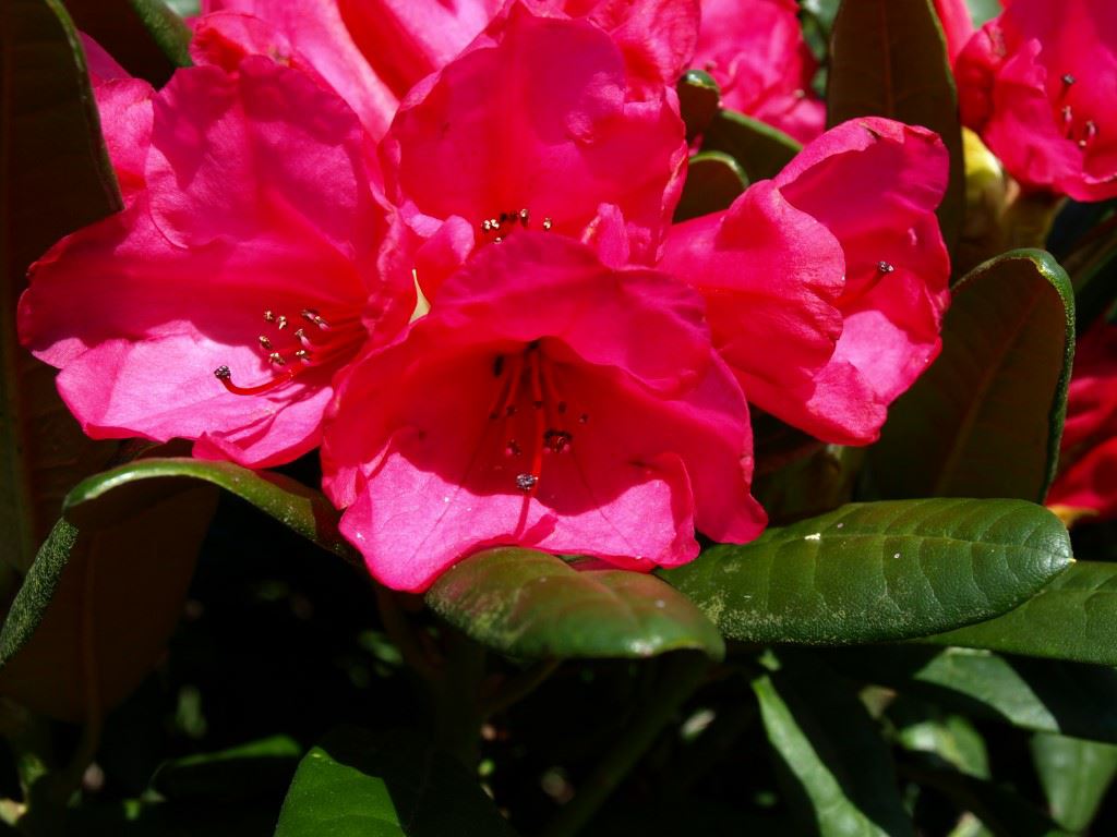 Rhododendron 'Nathalie'