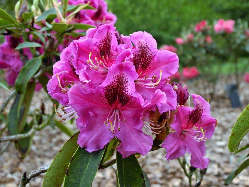 Rhododendron 'Olin O. Dobbs'