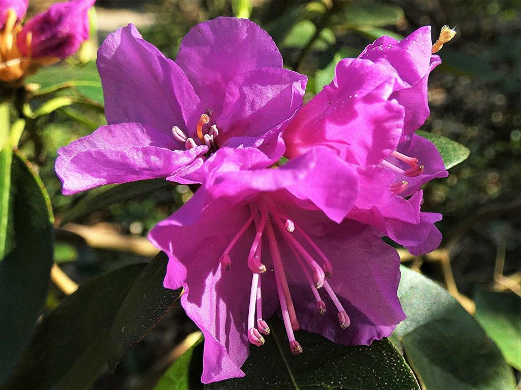 Rhododendron 'Ostara'