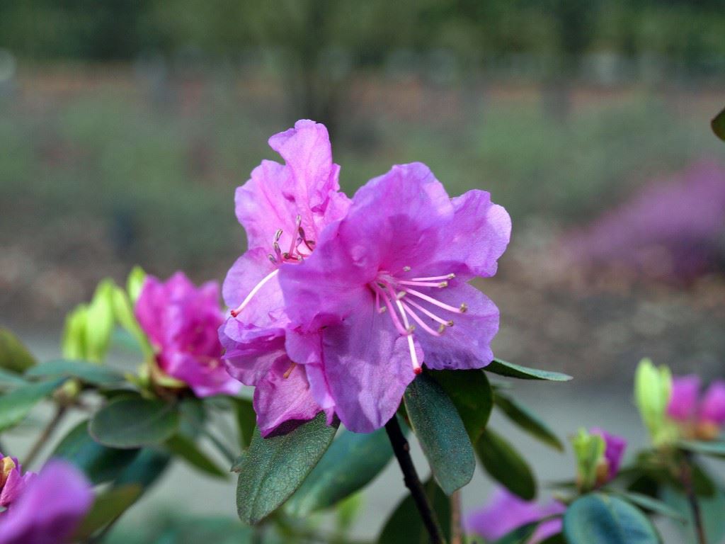 Rhododendron 'P.J. Mezitt'