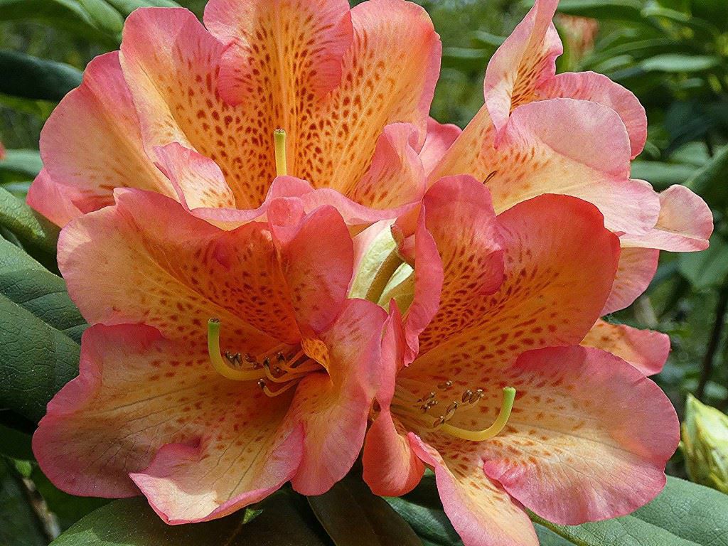 Rhododendron parmulatum 'Ocelot'