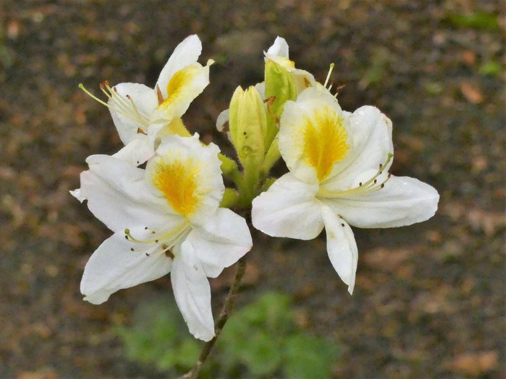 Rhododendron (Knaphill-Exbury Azalea Group) 'Persil' - Azalea