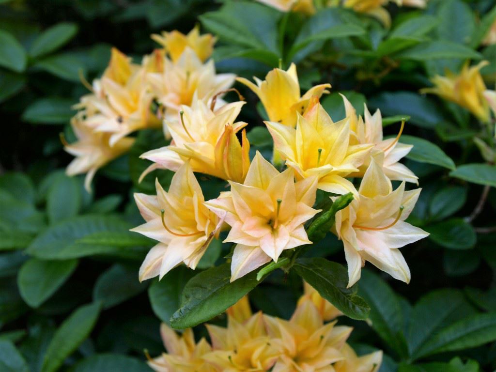 Rhododendron (Rustica Azalea Group) 'Phébé' - Azalea